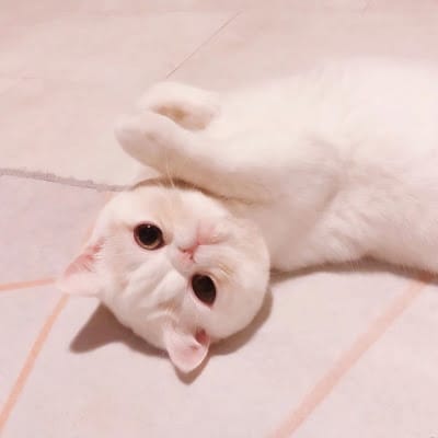 Lê Thị Cúc avatar