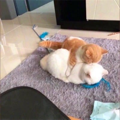 Trần Thùy Chi avatar